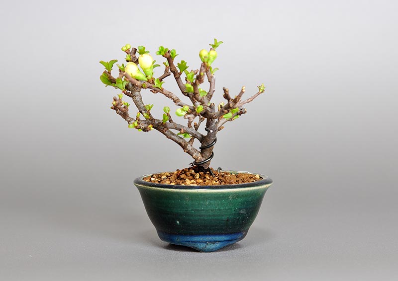 チョウジュバイ-M1（ちょうじゅばい・長寿梅）花もの盆栽の販売と育て方・作り方・Chaenomeles speciosa 'Chojubai' bonsai photo