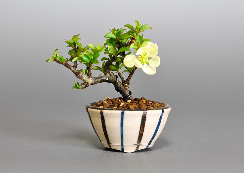 白花チョウジュバイ-N1（ちょうじゅばい・長寿梅）花もの盆栽の販売と育て方・作り方・Chaenomeles speciosa 'Chojubai' bonsai