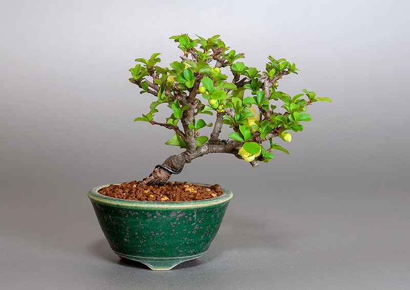 白花チョウジュバイ-P1（ちょうじゅばい・長寿梅）花もの盆栽の販売と育て方・作り方・Chaenomeles speciosa 'Chojubai' bonsai