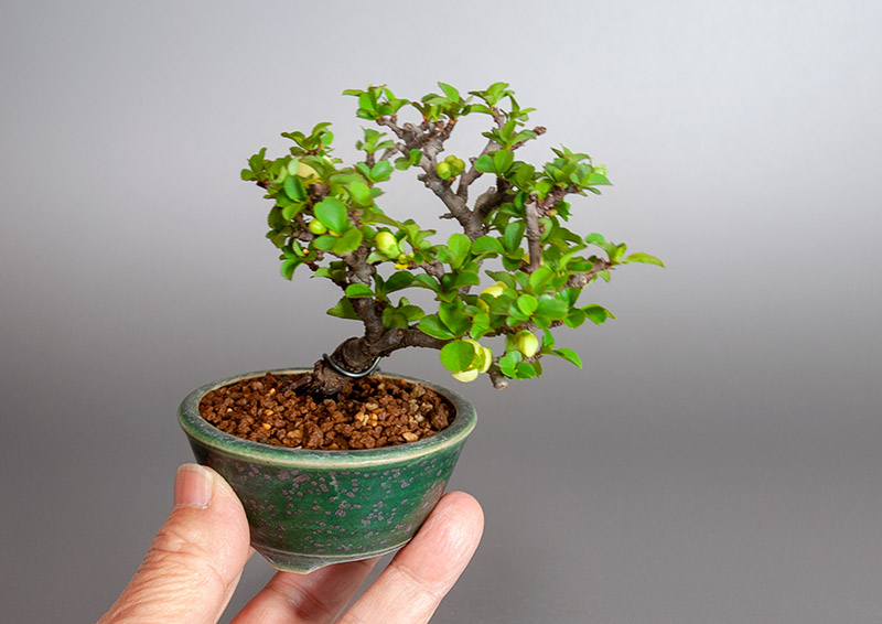 白花チョウジュバイ-P1（ちょうじゅばい・長寿梅）花もの盆栽を手乗りの景色・Chaenomeles speciosa 'Chojubai' bonsai