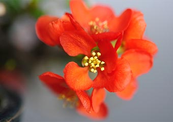 チョウジュバイの花（ちょうじゅばい・長寿梅）盆栽の樹作りの参考樹形・Chaenomeles speciosa 'Chojubai' Best bonsai