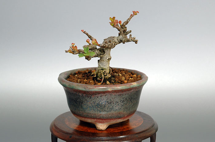 チョウジュバイ-U（ちょうじゅばい・長寿梅）花もの盆栽の販売と育て方・作り方・Chaenomeles speciosa 'Chojubai' bonsai