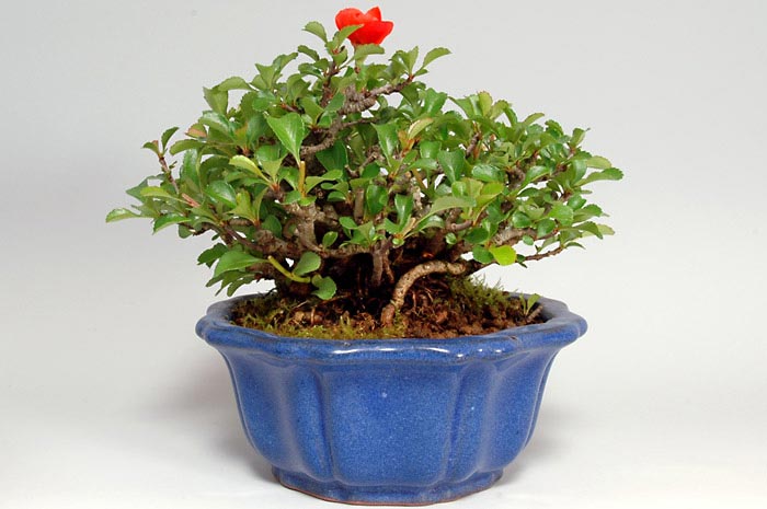 チョウジュバイY（ちょうじゅばい・長寿梅）花もの盆栽の販売と育て方・作り方・Chaenomeles speciosa 'Chojubai' bonsai