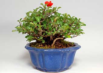 チョウジュバイ-Y（ちょうじゅばい・長寿梅）盆栽の樹作りの参考樹形・Chaenomeles speciosa 'Chojubai' Best bonsai