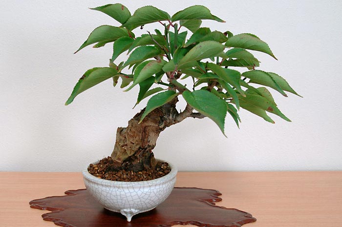 ヒバイA（ひばい・緋梅）花もの盆栽の販売と育て方・作り方・Prunus mume bonsai photo