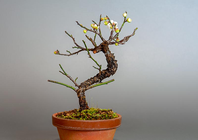 コウシュウヤバイ-A1（やばい・甲州野梅）花もの盆栽の販売と育て方・作り方・Prunus mume bonsai
