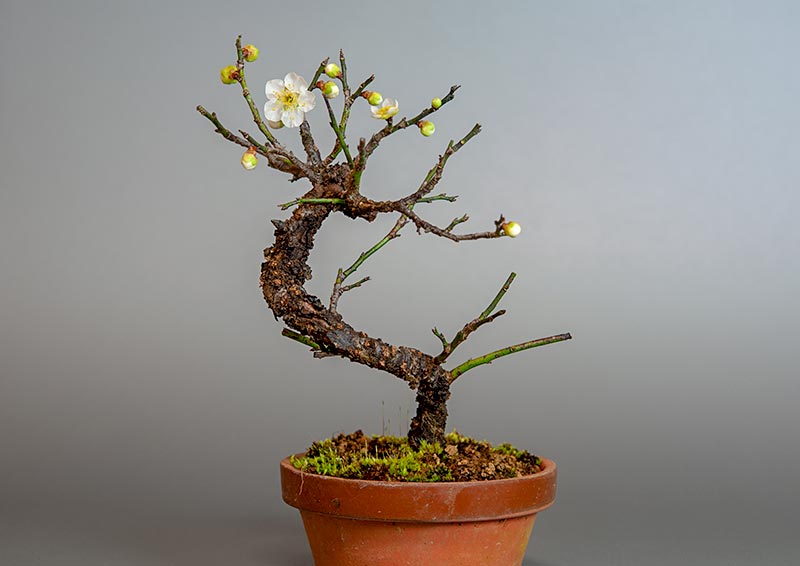 コウシュウヤバイ-A1（やばい・甲州野梅）花もの盆栽を裏側から見た景色・Prunus mume bonsai