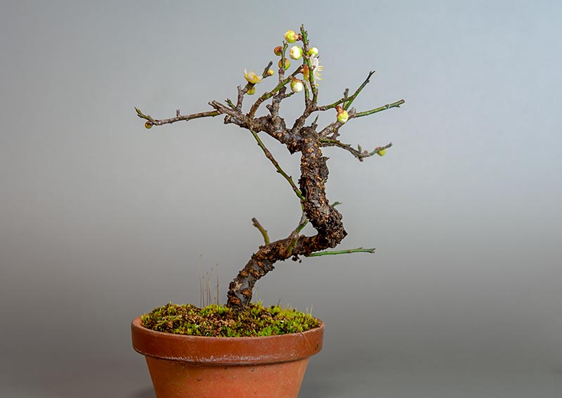 コウシュウヤバイ-A1（やばい・甲州野梅）花もの盆栽を右側から見た景色・Prunus mume bonsai