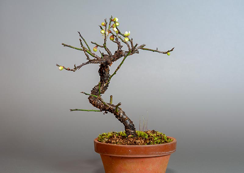 コウシュウヤバイ-A1（やばい・甲州野梅）花もの盆栽を左側から見た景色・Prunus mume bonsai