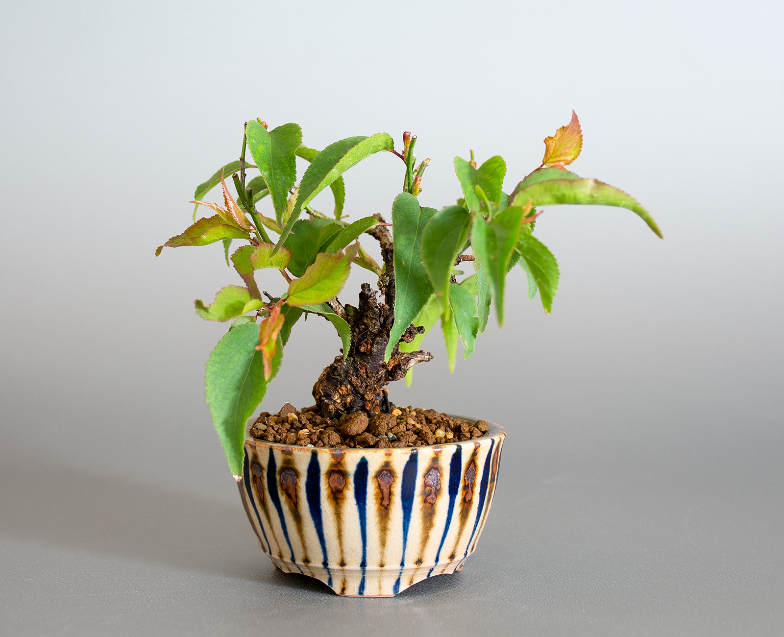 コウシュウヤバイ-B1（やばい・甲州野梅）花もの盆栽の販売と育て方・作り方・Prunus mume bonsai