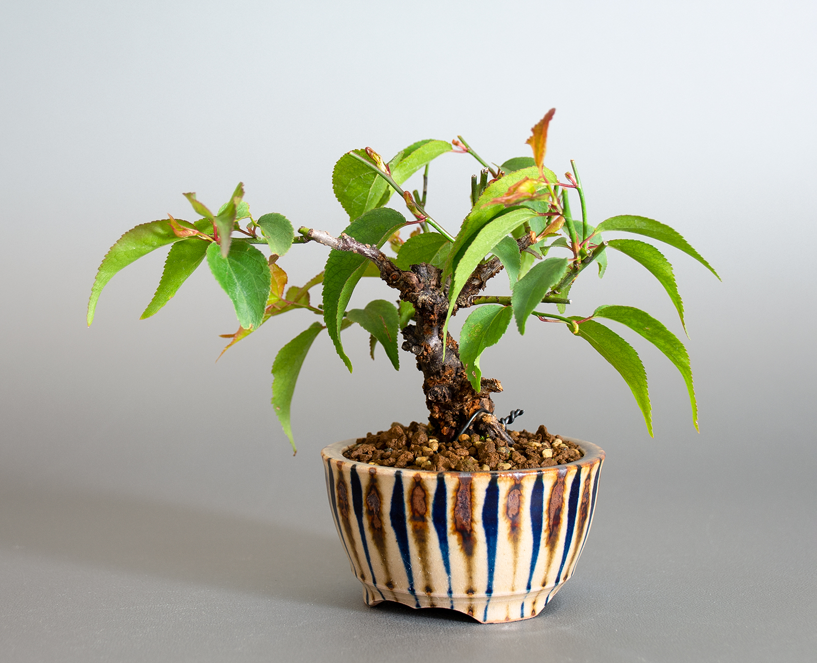 コウシュウヤバイ-B1（やばい・甲州野梅）花もの盆栽を右側から見た景色・Prunus mume bonsai