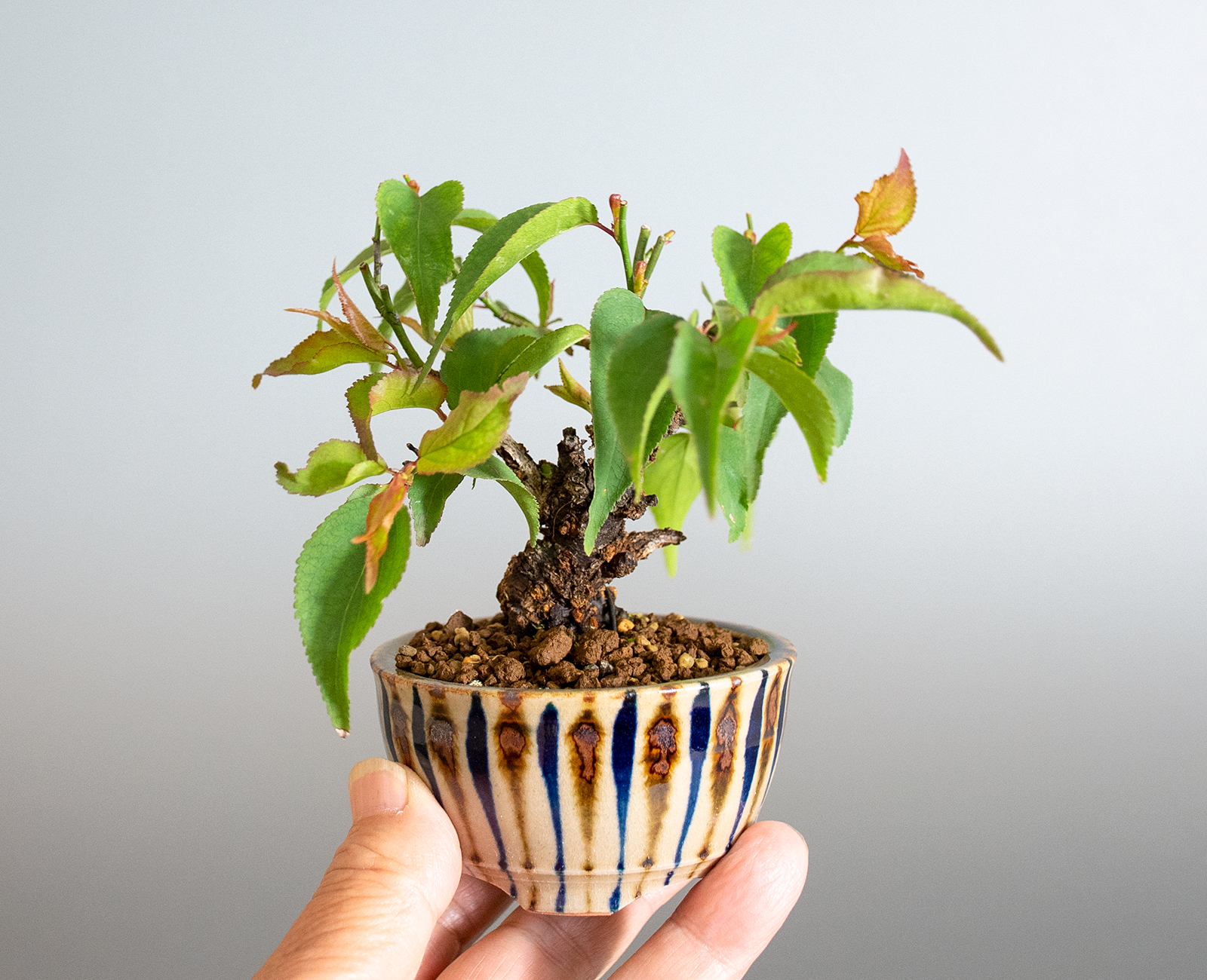 コウシュウヤバイ-B1（やばい・甲州野梅）花もの盆栽を手乗りの景色・Prunus mume bonsai