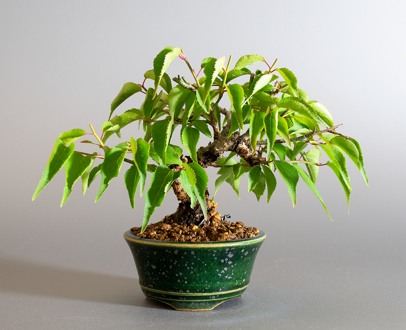 コウシュウヤバイ-C1（やばい・甲州野梅）花もの盆栽の販売と育て方・作り方・Prunus mume bonsai