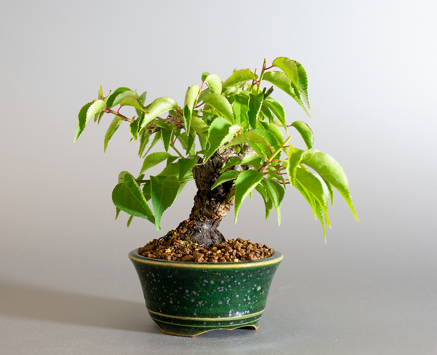 コウシュウヤバイ-C1（やばい・甲州野梅）花もの盆栽を左側から見た景色・Prunus mume bonsai