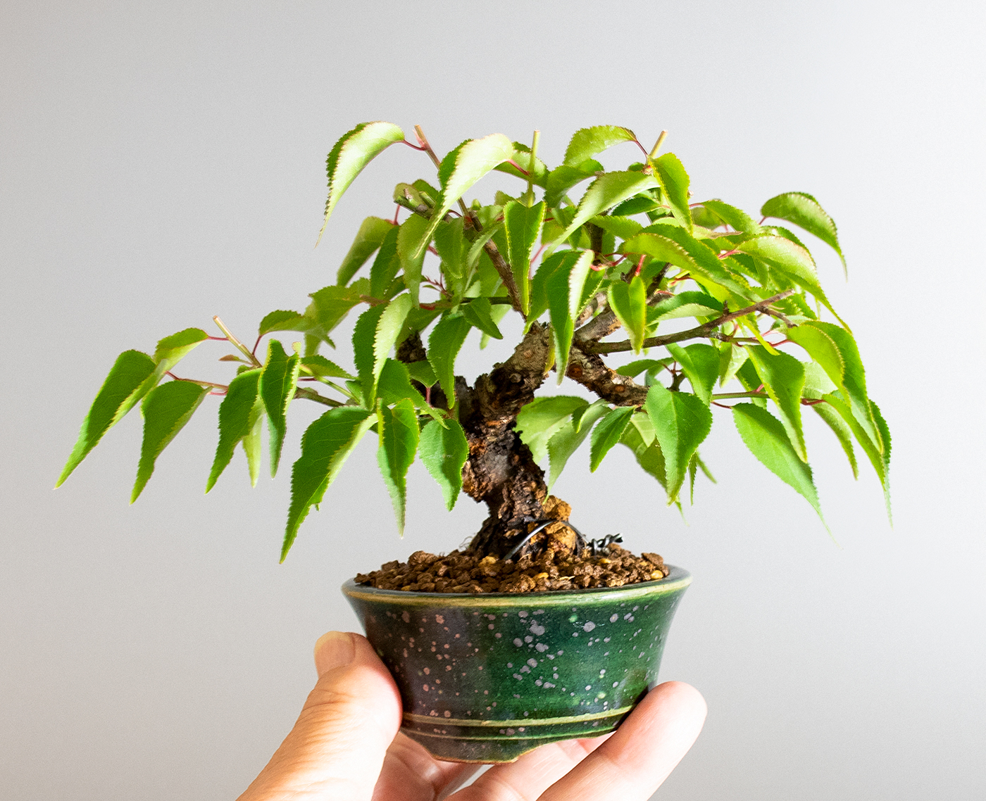 コウシュウヤバイ-C1（やばい・甲州野梅）花もの盆栽の手乗りの景色・Prunus mume bonsai