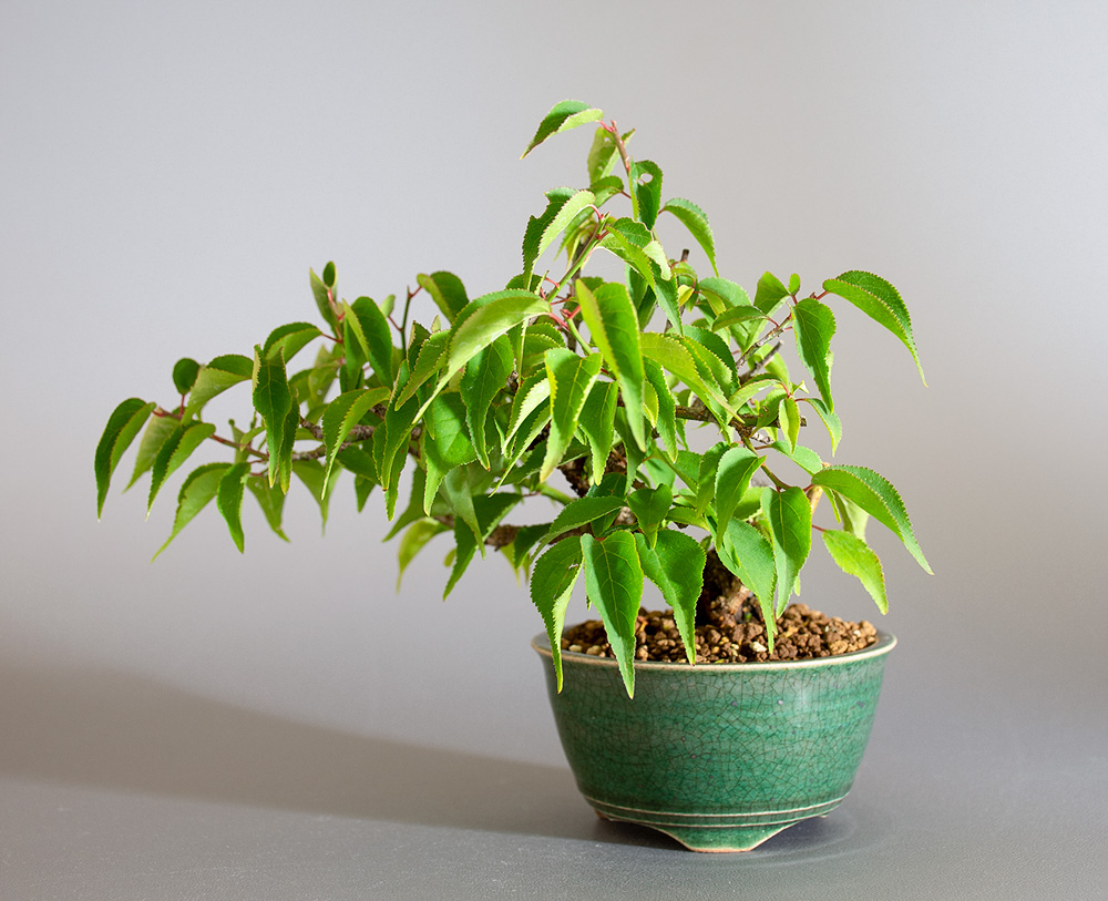コウシュウヤバイ-D1（やばい・甲州野梅）花もの盆栽の販売と育て方・作り方・Prunus mume bonsai