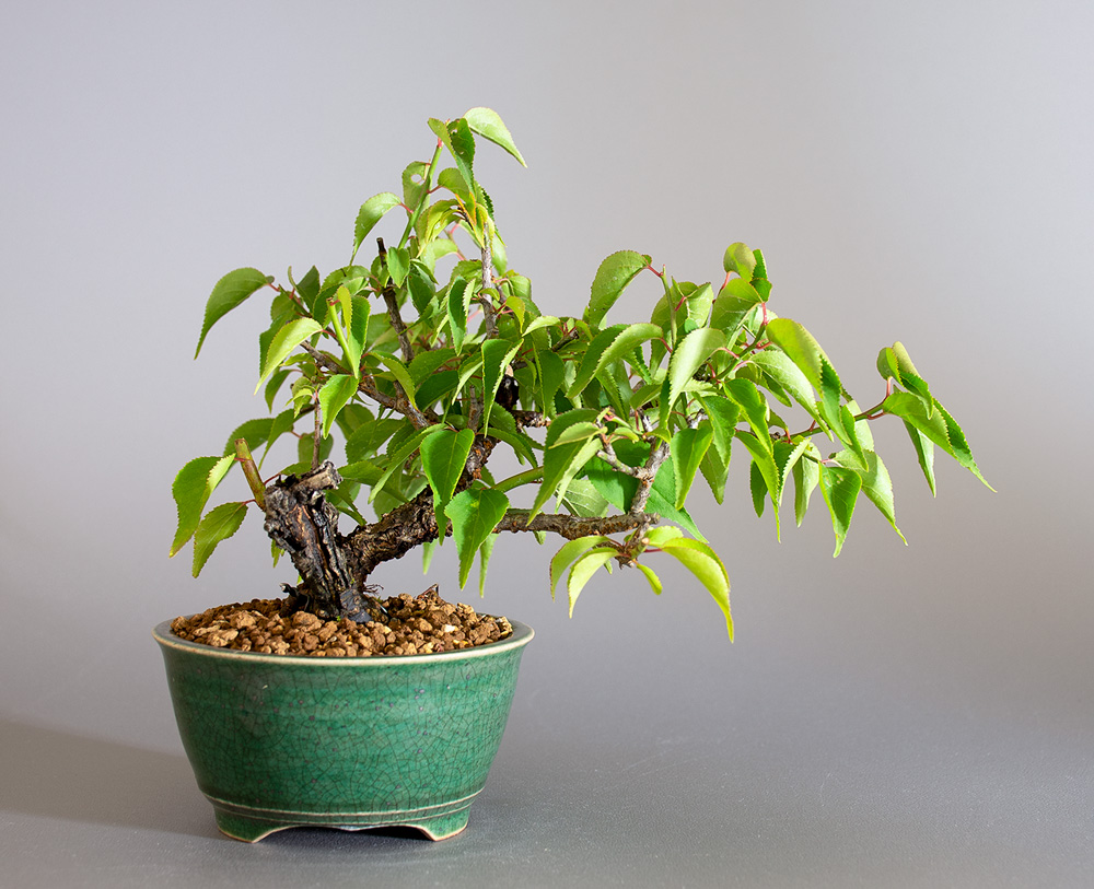 コウシュウヤバイ-D1（やばい・甲州野梅）花もの盆栽を裏側から見た景色・Prunus mume bonsai