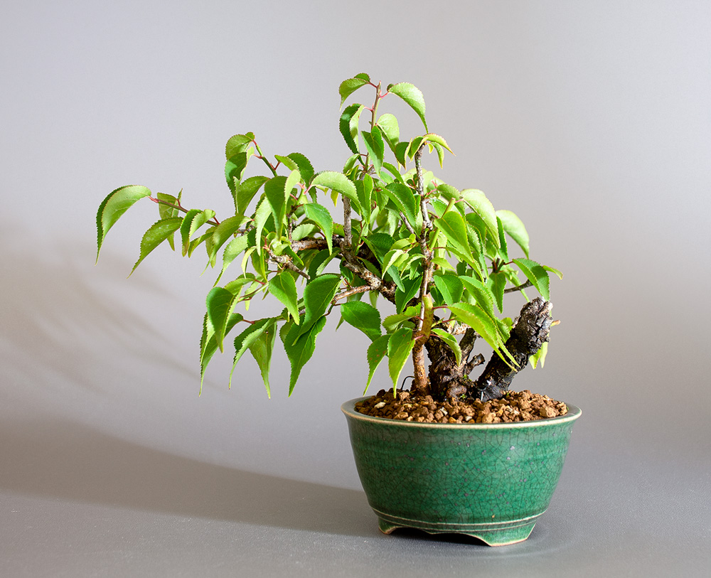 コウシュウヤバイ-D1（やばい・甲州野梅）花もの盆栽を右側から見た景色・Prunus mume bonsai