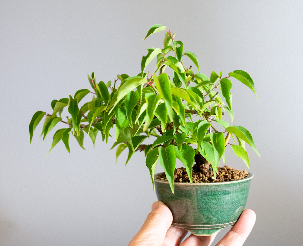 コウシュウヤバイ-D1（やばい・甲州野梅）花もの盆栽を左側から見た景色・Prunus mume bonsai