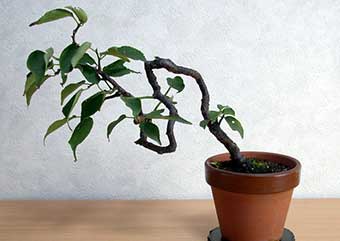 ヤバイE（やばい・野梅）ウメ（うめ・梅）花もの盆栽の成長記録-1・Prunus mume bonsai photo