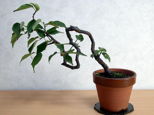 ヤバイE-1（やばい・野梅）ウメ（うめ・梅）花もの盆栽の販売と育て方・作り方・Prunus mume bonsai photo