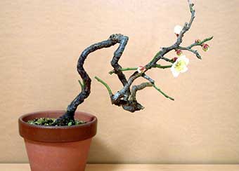 ヤバイE（やばい・野梅）ウメ（うめ・梅）花もの盆栽の成長記録-2・Prunus mume bonsai photo