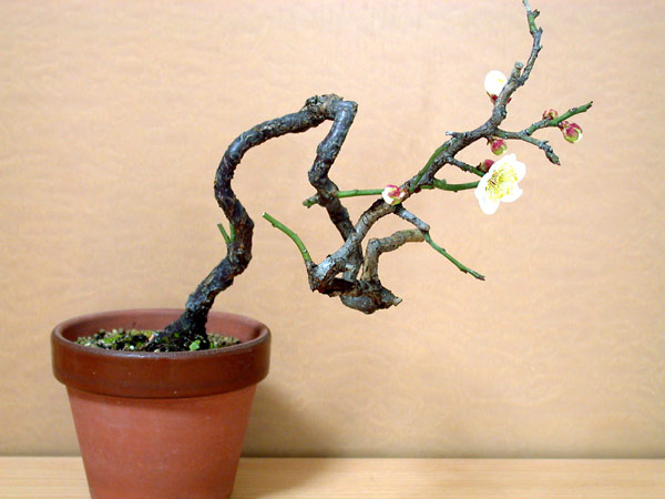ヤバイE-2（やばい・野梅）ウメ（うめ・梅）花もの盆栽の販売と育て方・作り方・Prunus mume bonsai photo