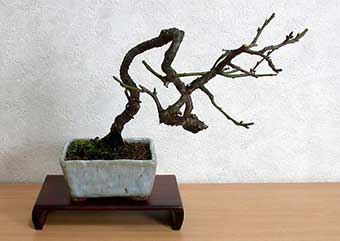 ヤバイE（やばい・野梅）ウメ（うめ・梅）花もの盆栽の成長記録-3・Prunus mume bonsai photo