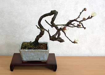 ヤバイE（やばい・野梅）ウメ（うめ・梅）花もの盆栽の成長記録-4・Prunus mume bonsai photo