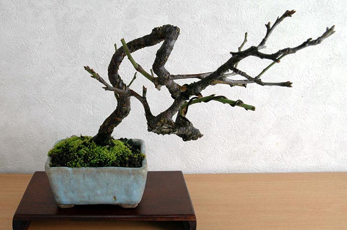 ヤバイE（やばい・野梅）ウメ（うめ・梅）花もの盆栽の販売と育て方・作り方・Prunus mume bonsai photo