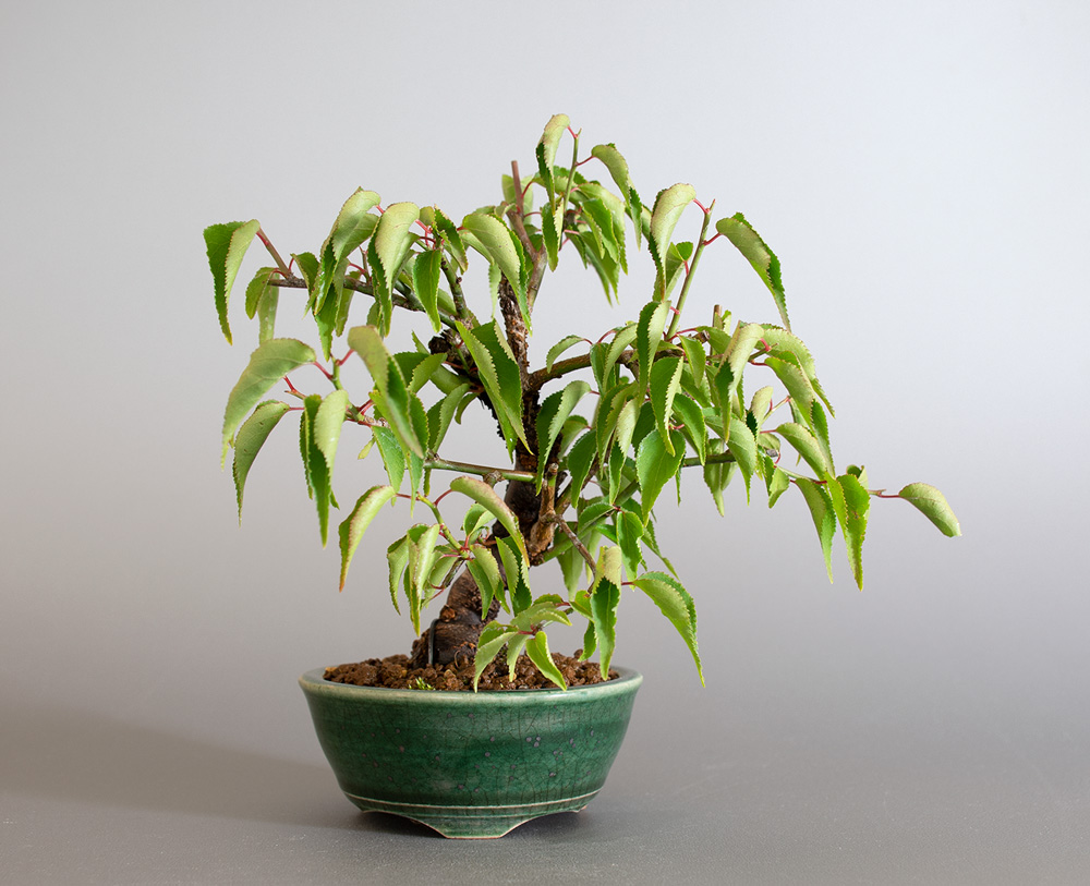 コウシュウヤバイ-E1（やばい・甲州野梅）花もの盆栽の販売と育て方・作り方・Prunus mume bonsai