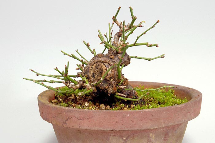 コウシュウヤバイF（やばい・甲州野梅）花もの盆栽の販売と育て方・作り方・Prunus mume bonsai