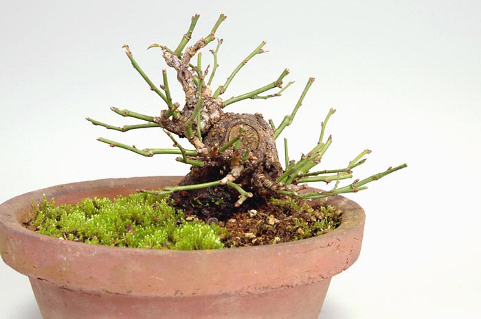 コウシュウヤバイF（やばい・甲州野梅）花もの盆栽を裏側から見た景色・Prunus mume bonsai