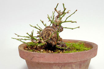 ヤバイ-F（やばい・野梅）盆栽の樹作りの参考樹形・Prunus mume Best bonsai