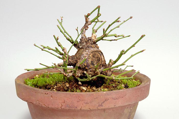 コウシュウヤバイF（やばい・甲州野梅）花もの盆栽を左側から見た景色・Prunus mume bonsai