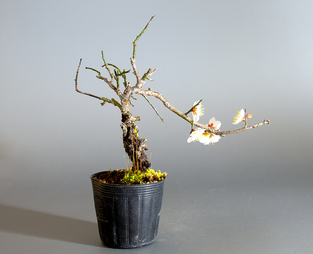 コウシュウヤバイ-F1（やばい・甲州野梅）花もの盆栽を裏側から見た景色・Prunus mume bonsai