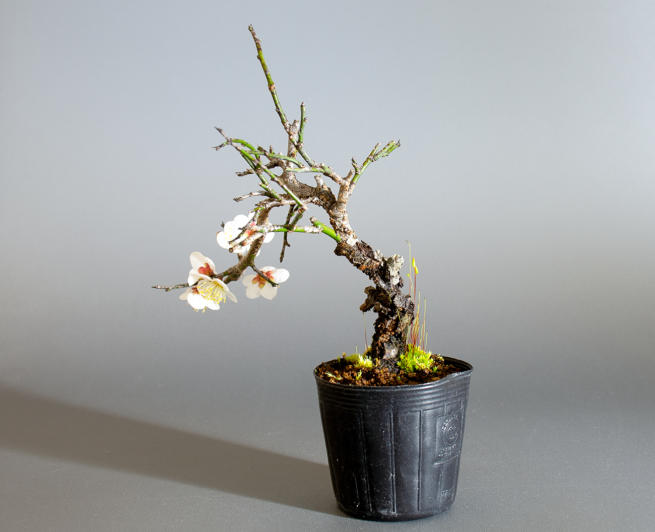 コウシュウヤバイ-F1（やばい・甲州野梅）花もの盆栽を右側から見た景色・Prunus mume bonsai