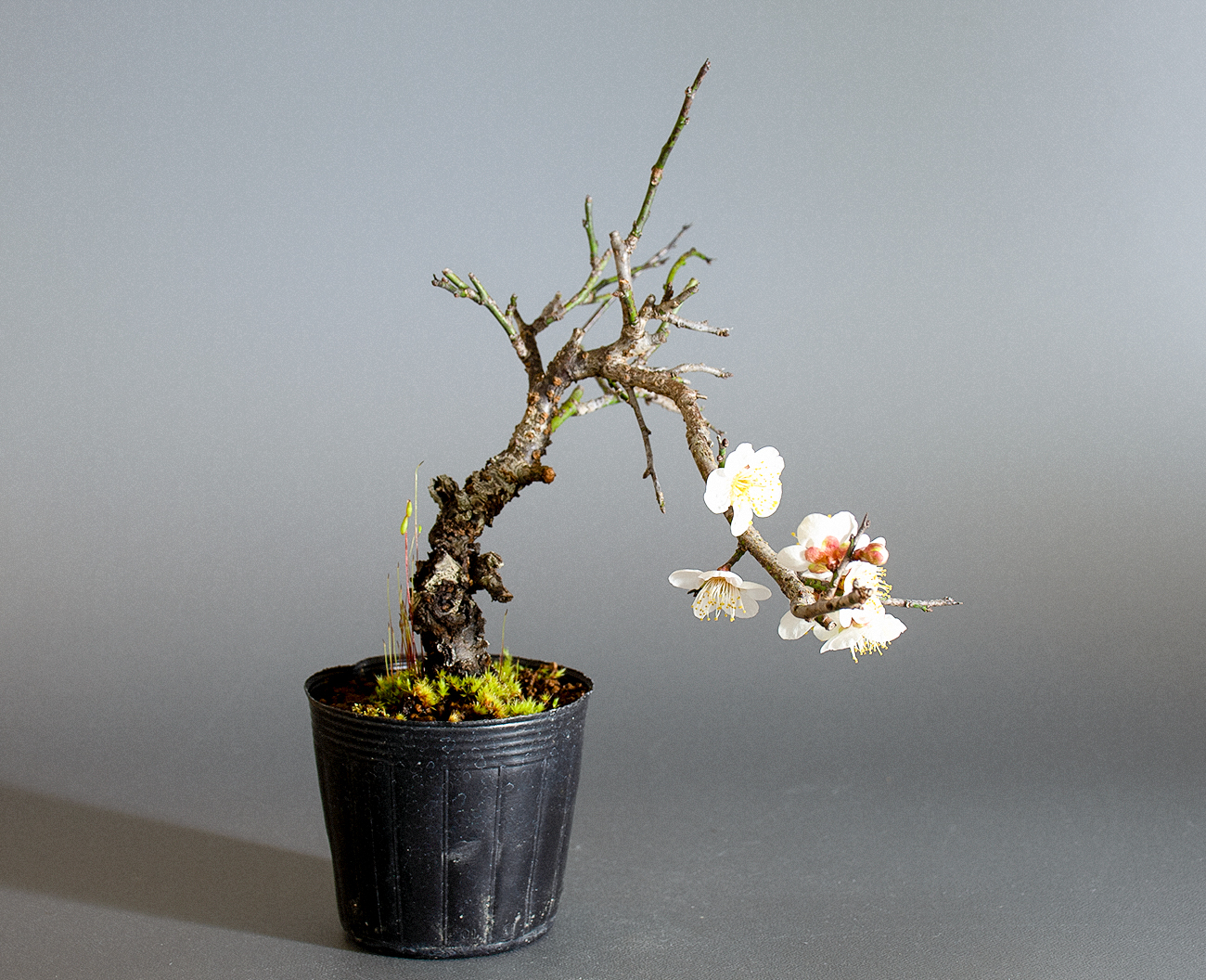 コウシュウヤバイ-F1（やばい・甲州野梅）花もの盆栽を右側から見た景色・Prunus mume bonsai