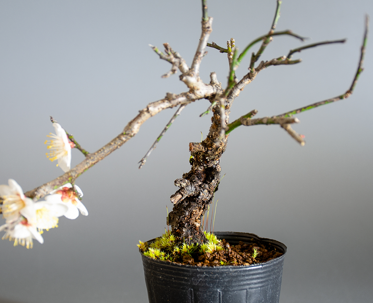 コウシュウヤバイ-F1（やばい・甲州野梅）花もの盆栽を右側から見た景色・Prunus mume bonsai