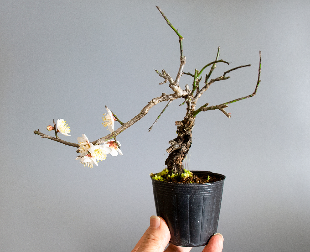 コウシュウヤバイ-F1（やばい・甲州野梅）花もの盆栽を左側から見た景色・Prunus mume bonsai