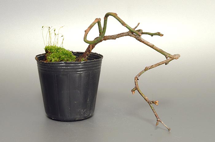 ヤバイH（やばい・野梅）ウメ（うめ・梅）花もの盆栽の販売と育て方・作り方・Prunus mume bonsai photo