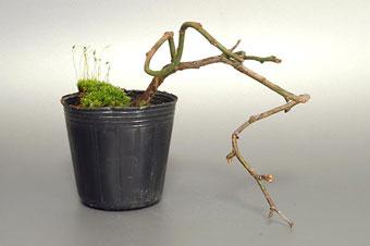 ヤバイ-H（やばい・野梅）盆栽の樹作りの参考樹形・Prunus mume Best bonsai