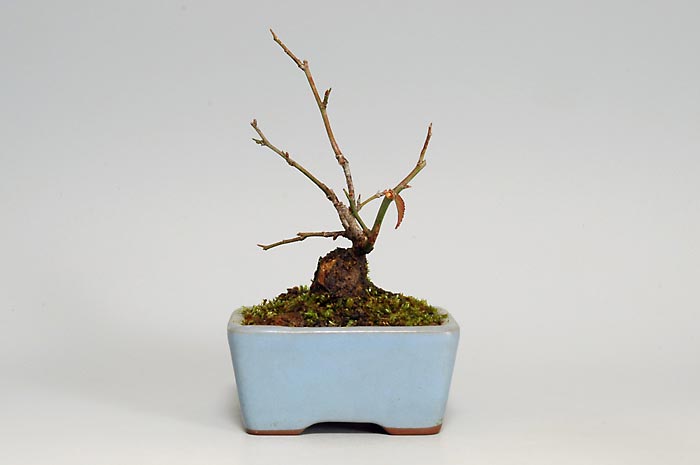 コウシュウヤバイ-I（やばい・甲州野梅）花もの盆栽の販売と育て方・作り方・Prunus mume bonsai