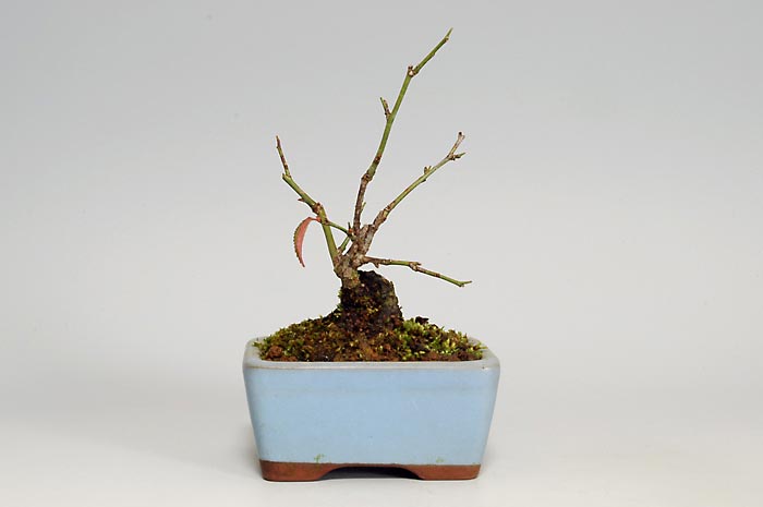 コウシュウヤバイ-I（やばい・甲州野梅）花もの盆栽を裏側から見た景色・Prunus mume bonsai