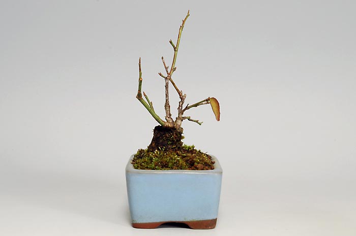 コウシュウヤバイ-I（やばい・甲州野梅）花もの盆栽を右側から見た景色・Prunus mume bonsai