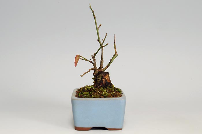 コウシュウヤバイ-I（やばい・甲州野梅）花もの盆栽を左側から見た景色・Prunus mume bonsai