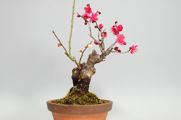 ヒバイJ（ひばい・緋梅）ヤバイ（やばい・野梅）ウメ（うめ・梅）花もの盆栽の販売と育て方・作り方・Prunus mume bonsai