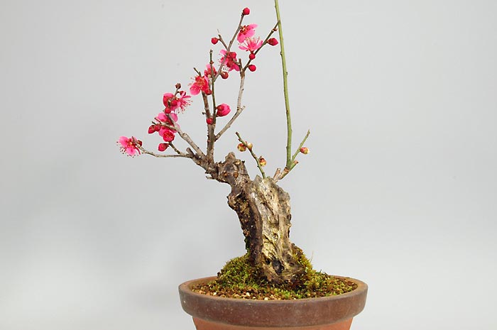 ヒバイJ（ひばい・緋梅）ヤバイ（やばい・野梅）ウメ（うめ・梅）花もの盆栽を裏側から見た景色・Prunus mume bonsai
