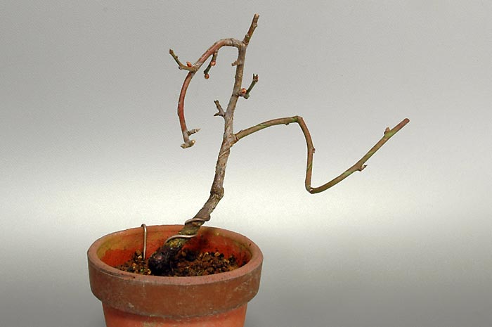 ヤバイL（やばい・野梅）ウメ（うめ・梅）花もの盆栽の販売と育て方・作り方・Prunus mume bonsai photo