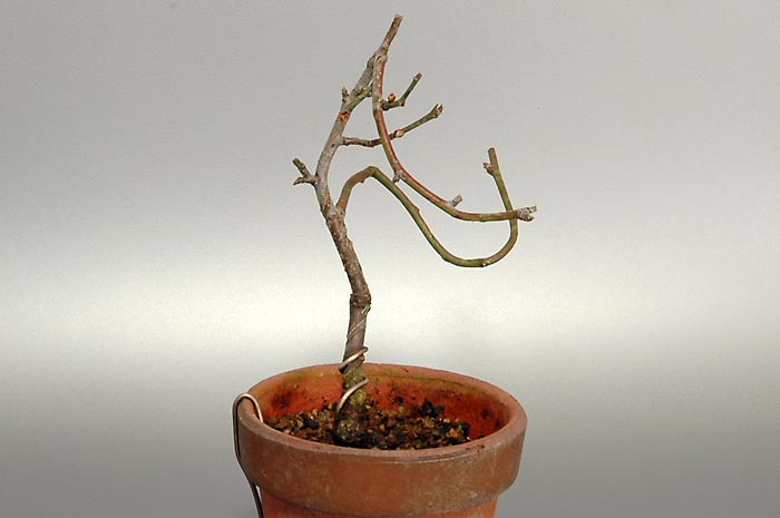 ヤバイL（やばい・野梅）ウメ（うめ・梅）花もの盆栽を左側から見た景色・Prunus mume bonsai photo